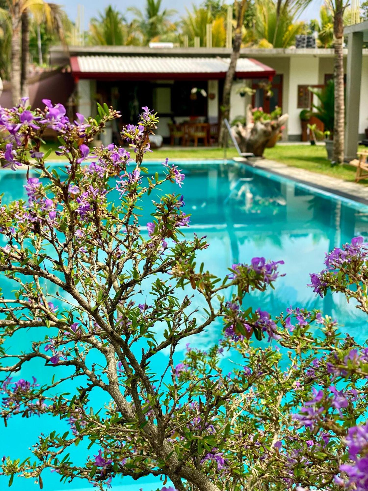 Bed and Breakfast Sri Palms Kosgoda Zewnętrze zdjęcie